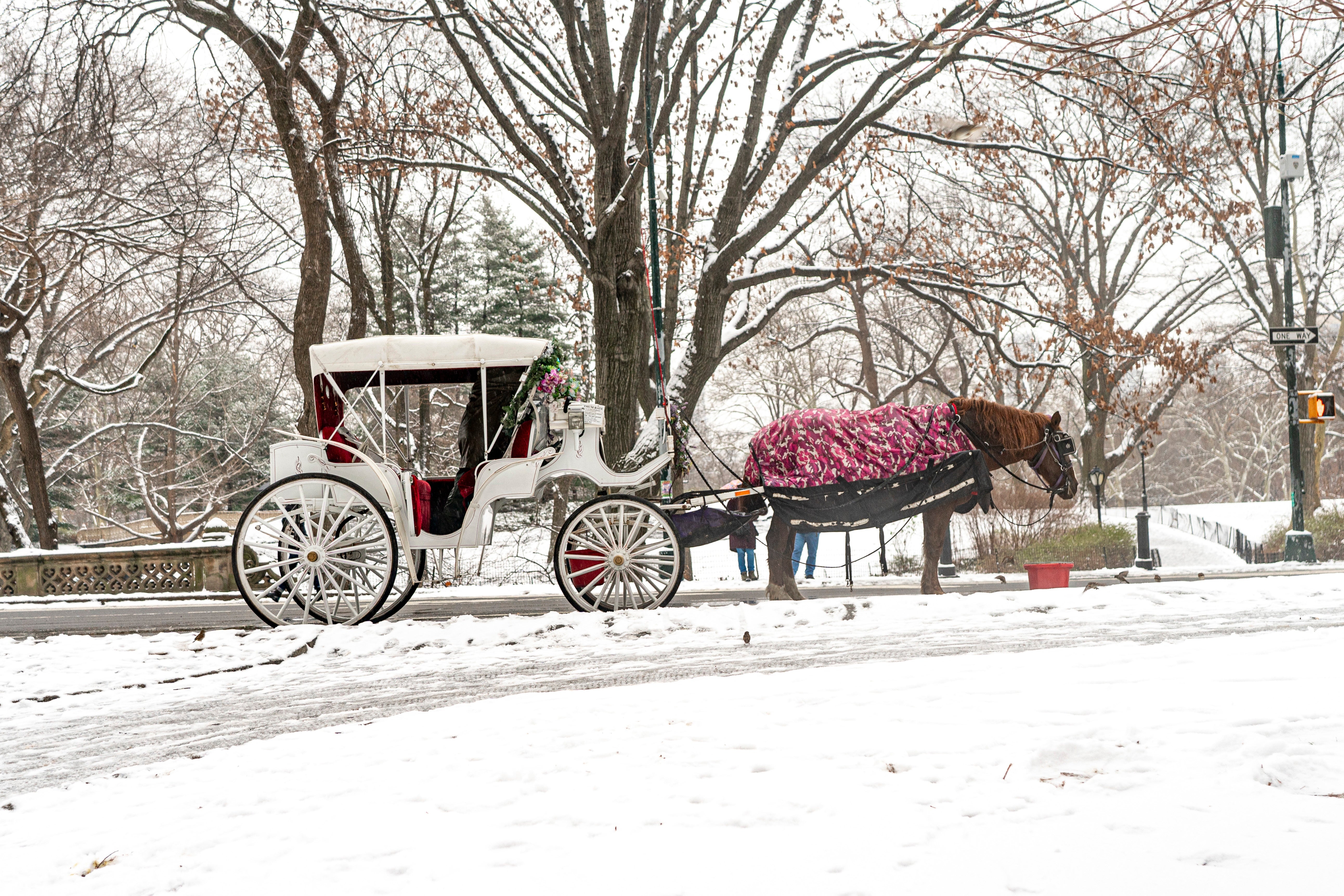 Nueva York prohibirá los carruajes tirados por caballos en Central Park tras muerte de adolescente