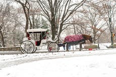 Nueva York prohibirá los carruajes tirados por caballos en Central Park tras muerte de adolescente