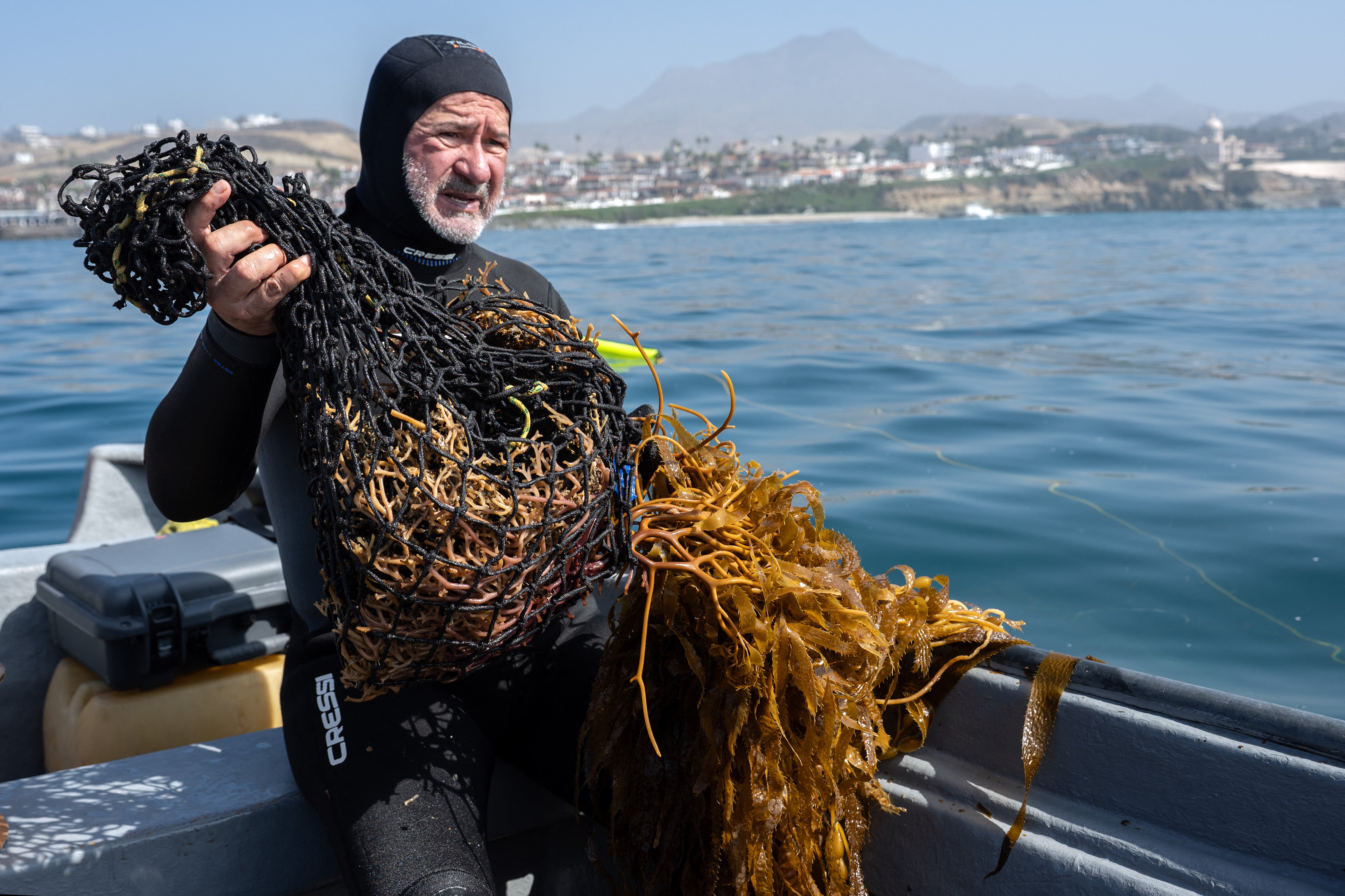 El investigador en ecología marina Guillermo Torres prepara macroalgas para replantarlas como parte de un proyecto de restauración en la península de Baja California, México