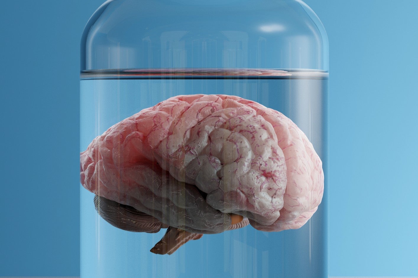 <p>Se enviaron a la Estación Espacial Internacional, a bordo de la 35.ª misión de Servicios de Reabastecimiento Comercial de SpaceX, unas pequeñas réplicas del cerebro humano creadas en el laboratorio</p>