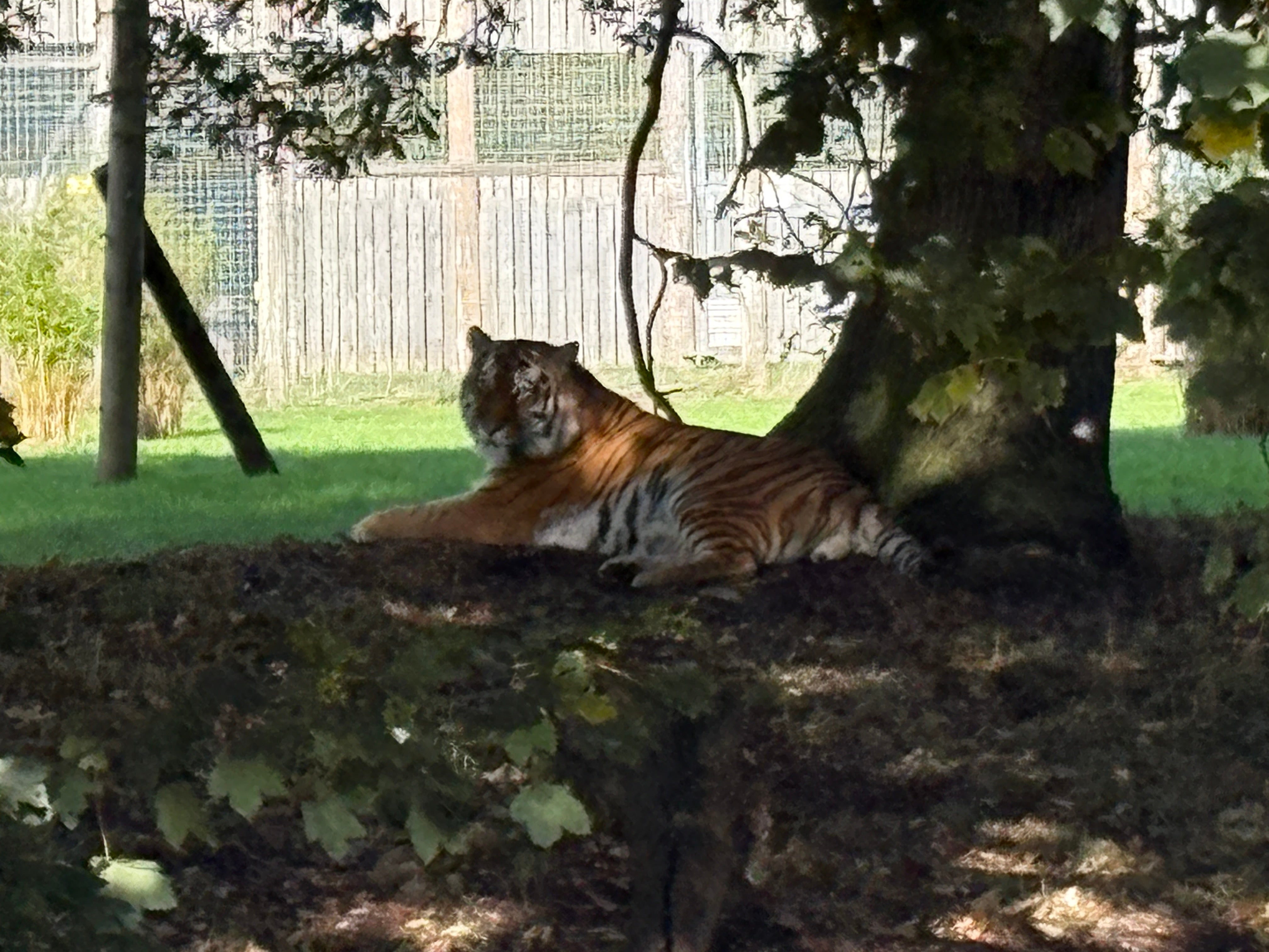 El tigre siberiano Altai, en el recinto ‘Land of the Tigers’ del Yorkshire Wildlife Park de Doncaster, que reabrió sus puertas a los visitantes casi una semana después de que uno de sus tigres matara a zarpazos a un joven