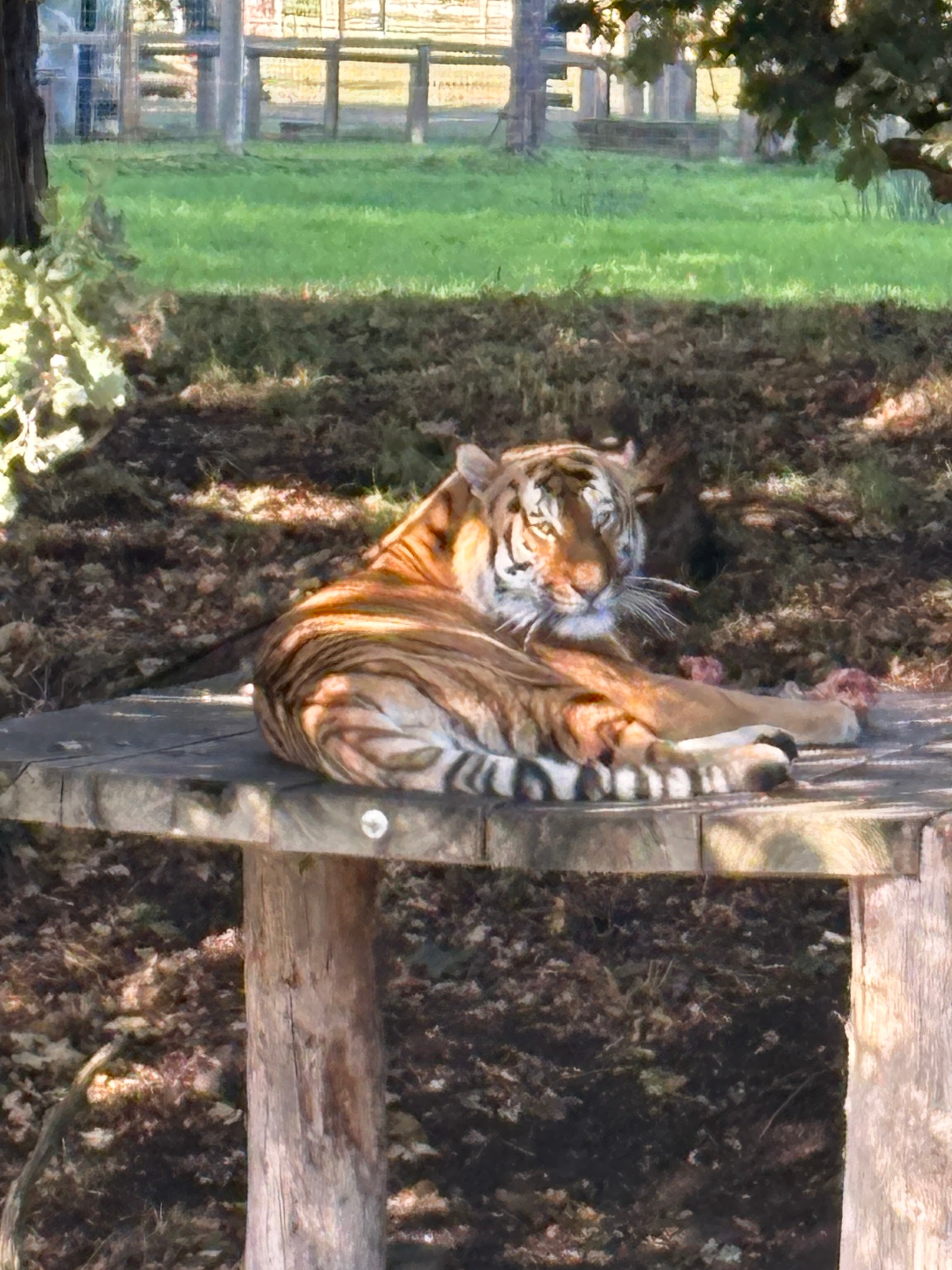 El tigre siberiano macho de cinco años implicado en el incidente, llamado Altai, se encontraba en uno de los recintos, comiendo tumbado sobre una plataforma de madera