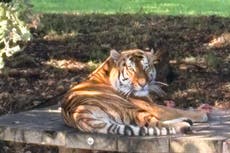 Se publicó una foto del tigre que mató a un hombre en Yorkshire