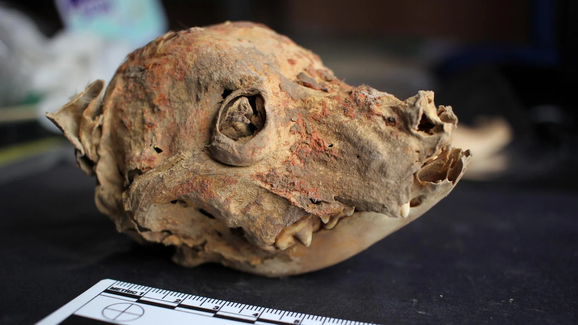 Un cráneo de perro momificado de forma natural y pintado con cinabrio, procedente de Castillo de Huarmey, en Perú