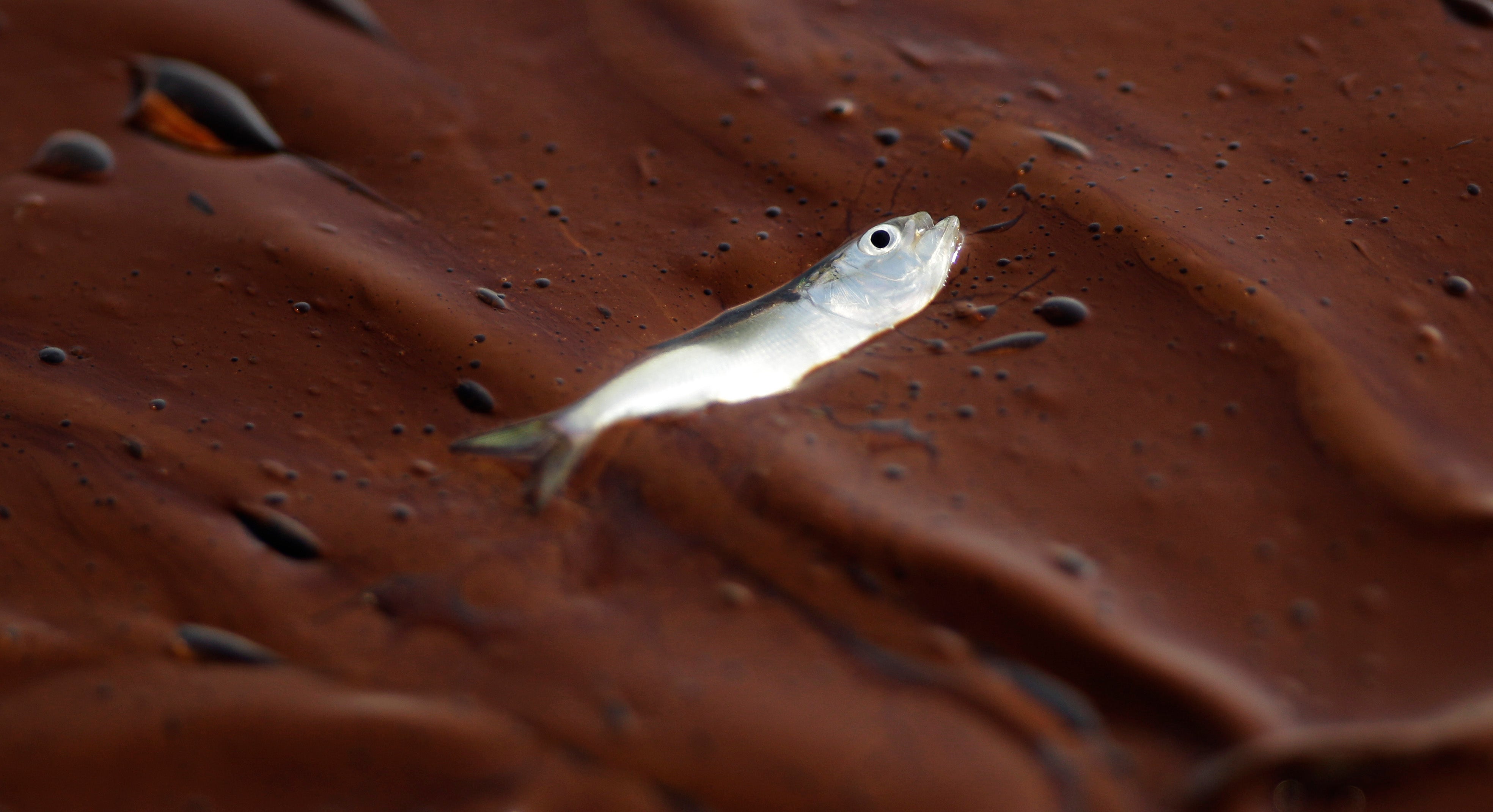 GOLFO DE MÉXICO-PECES-DECLIVE
