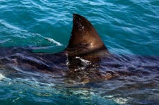 Cierran playas del Cabo Oriental de Sudáfrica por ataque mortal de tiburón