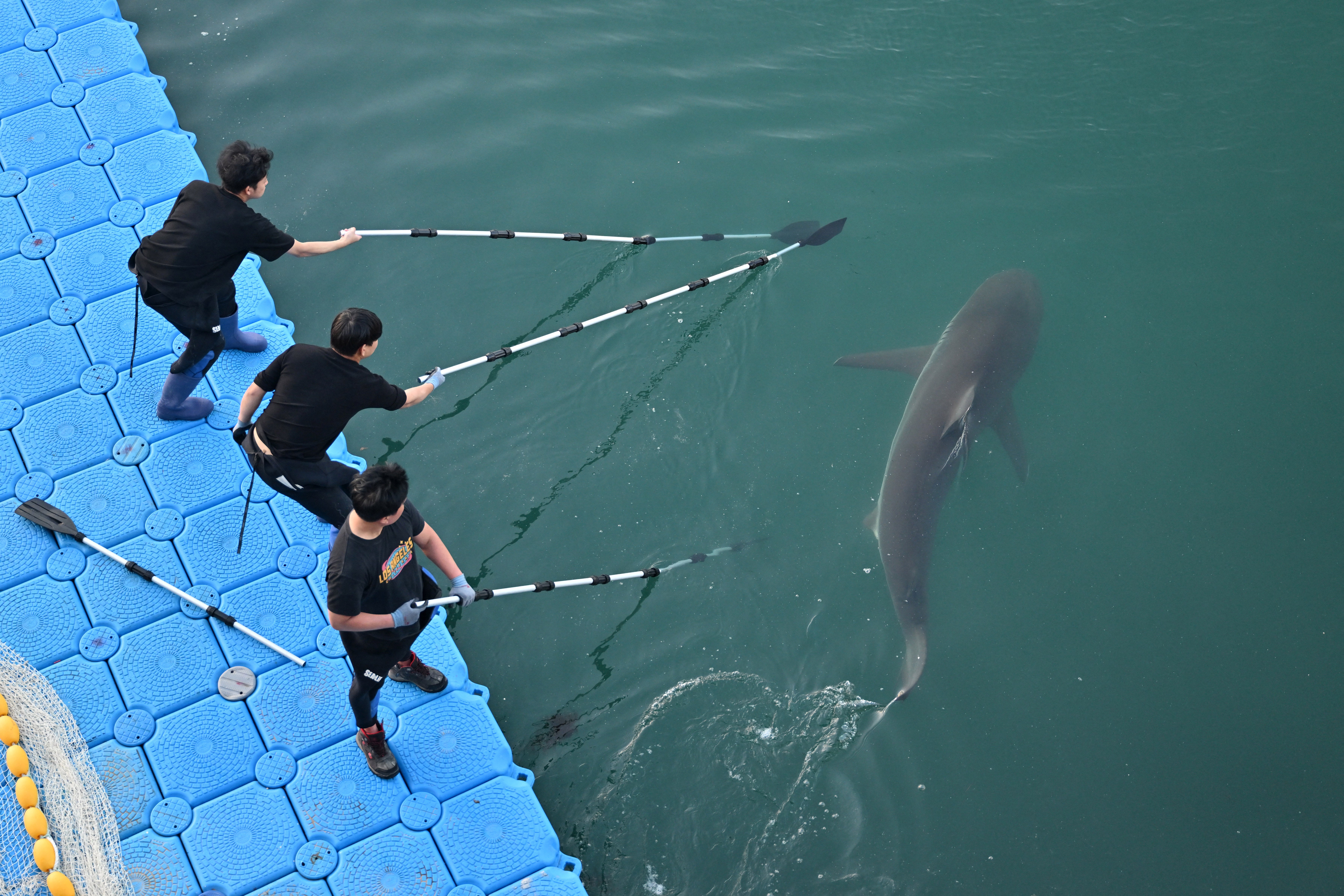 Las autoridades surcoreanas ayudan a un tiburón a regresar al mar tras quedar atrapado en un canal artificial de la ciudad portuaria de Busan, en el sureste de Corea del Sur