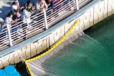 Después de 2 intentos, Surcorea logra liberar a un tiburón atrapado en canal de Busan