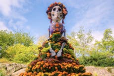 El cempasúchil adorna los altares del Día de Muertos y guía a los espíritus con su color y aroma