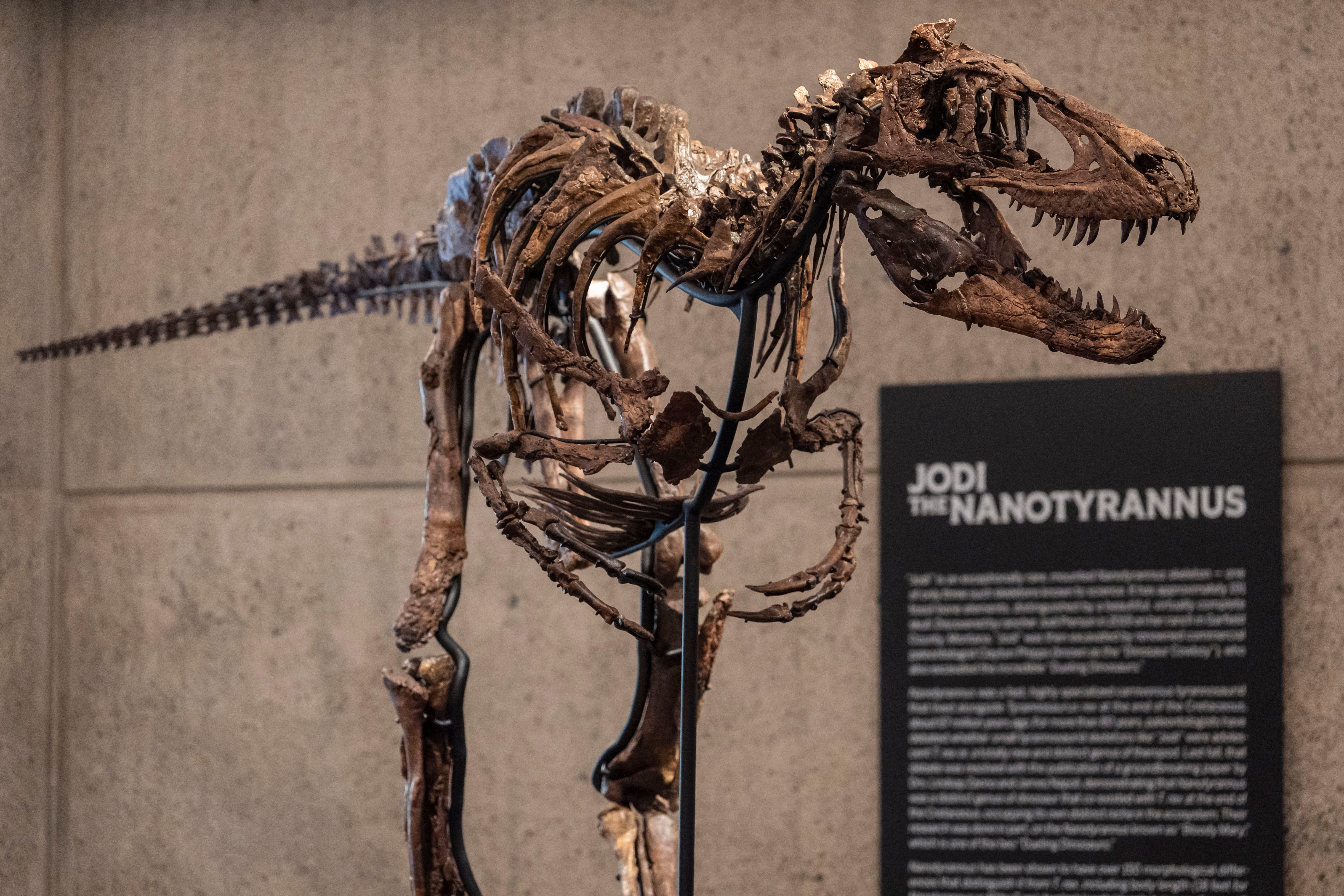 Fósil de dinosaurio semejante a un mini T-Rex se vende por $47 millones en Sotheby’s