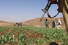 La ONU reporta fuerte alza del cultivo de amapola en Afganistán pese a veto talibán