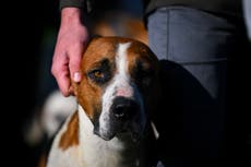 ¿Tu perro está deprimido? Estas son las señales de alerta que no debes ignorar
