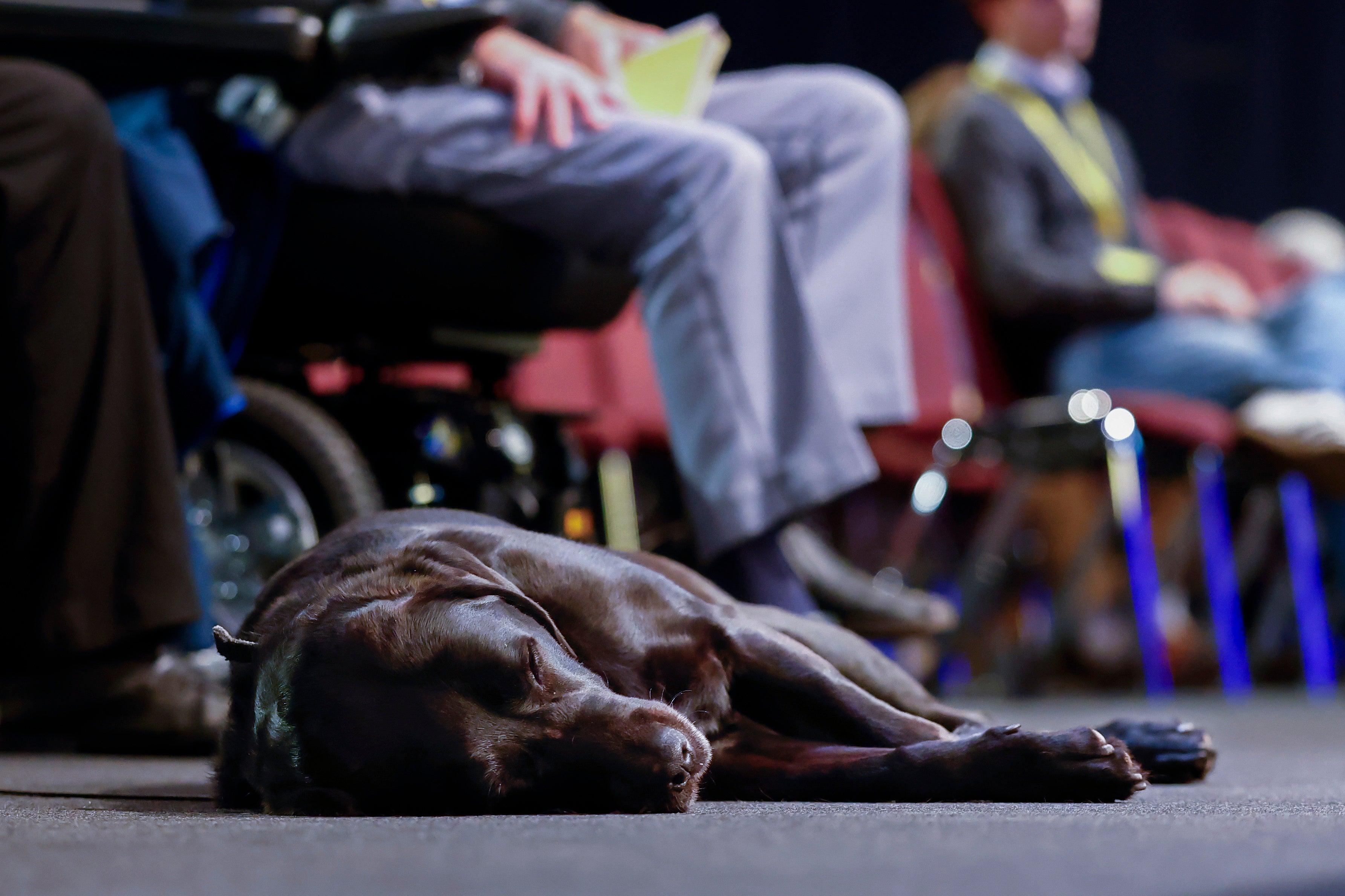 Consultar a un especialista puede ayudar a determinar si los síntomas de depresión de un perro son señal de algún problema de salud