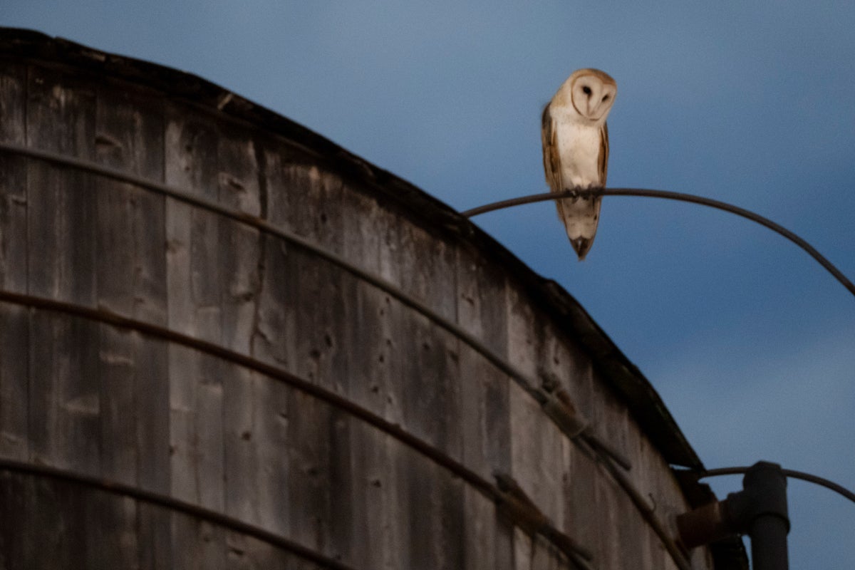 Manhattan water tower roof removed, disturbing barn owl family