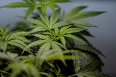 Agencia antidrogas de EEUU aprueba registros para más de 900 dispensarios de marihuana medicinal
