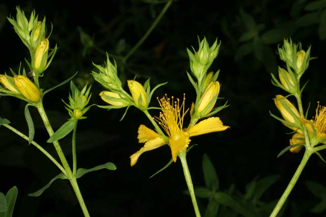 Sus flores amarillas evocan el sol, mientras que el tono rojizo que desprenden al ser presionadas favorece la asociación simbólica con la sangre del Bautista