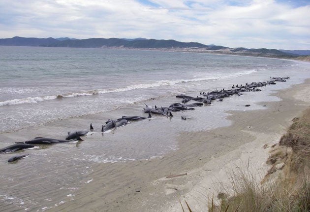 En Nueva Zelanda, es común que se produzcan varamientos de ballenas, con más de 5.000 hechos registrados desde 1840, según el Departamento de Conservación del país