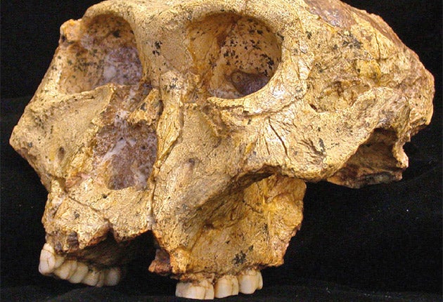 Los primeros registros de fosas dentales aparecieron en Paranthropus robustus, una especie del sur de África