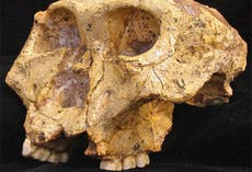 Hallazgo prehistórico revela pistas sobre los orígenes humanos