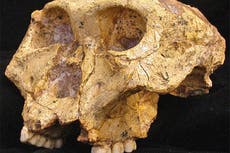 Hallazgo prehistórico revela pistas sobre los orígenes humanos