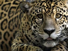 Veterinarios en Brasil rescatan jaguares tras terrible incendio en la selva