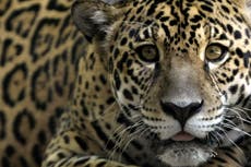 Veterinarios en Brasil rescatan jaguares tras terrible incendio en la selva