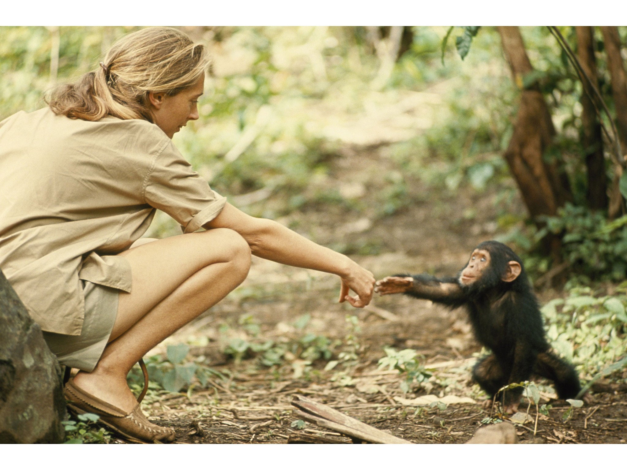 Los chimpancés en Tanzania fueron perdiendo poco a poco el miedo a Jane Goodall