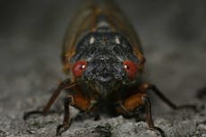 Famoso restaurante de Washington cerrará ante un poderoso enjambre de cigarras