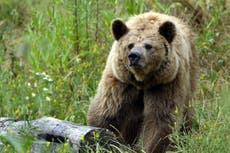 Oso ataca a ciclista en Alaska