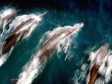 Corea del Norte puede estar entrenando delfines con fines militares, advierten los expertos