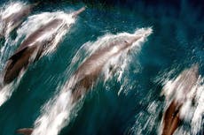 Corea del Norte puede estar entrenando delfines con fines militares