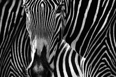 Cinco cebras están sueltas en Maryland y las autoridades piden no acercarse a ellas