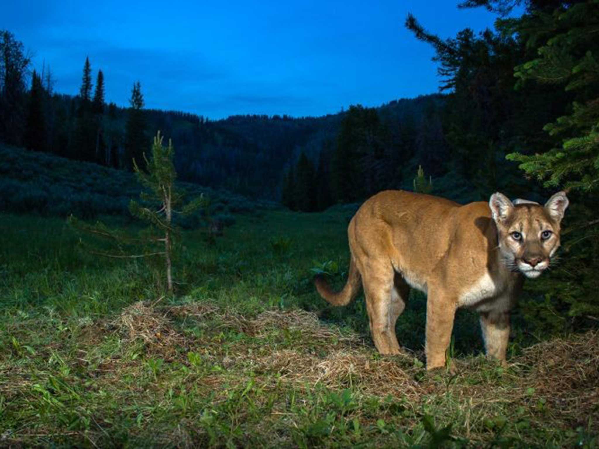 Captan a puma que acechaba a niños mientras jugaban en un vecindario de California
