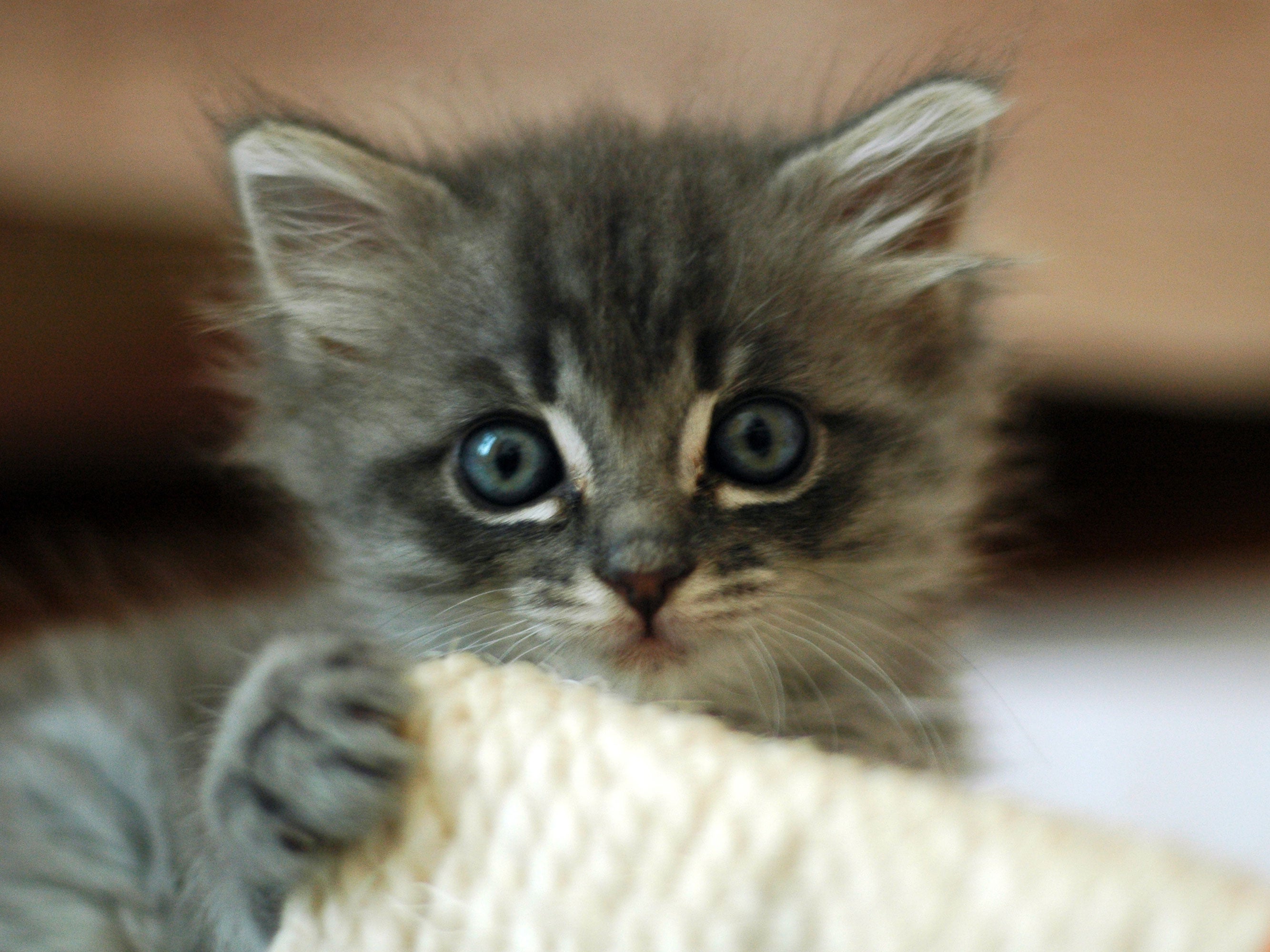 Gatos y humanos: un hallazgo arqueológico revela cómo empezó el vínculo