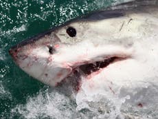 Hombre es atacado por un tiburón toro en los Cayos de Florida