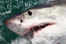 Hombre es atacado por un tiburón toro en los Cayos de Florida