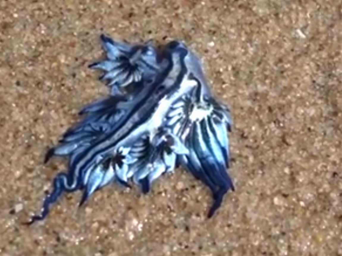 Un misterioso “dragón azul” aparece en la costa australiana