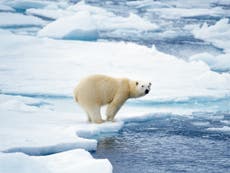 Oso polar podría recibir un disparo si ola de calor lo acerca más a los humanos