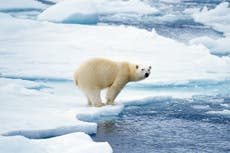 Oso polar podría recibir un disparo si ola de calor lo acerca más a los humanos