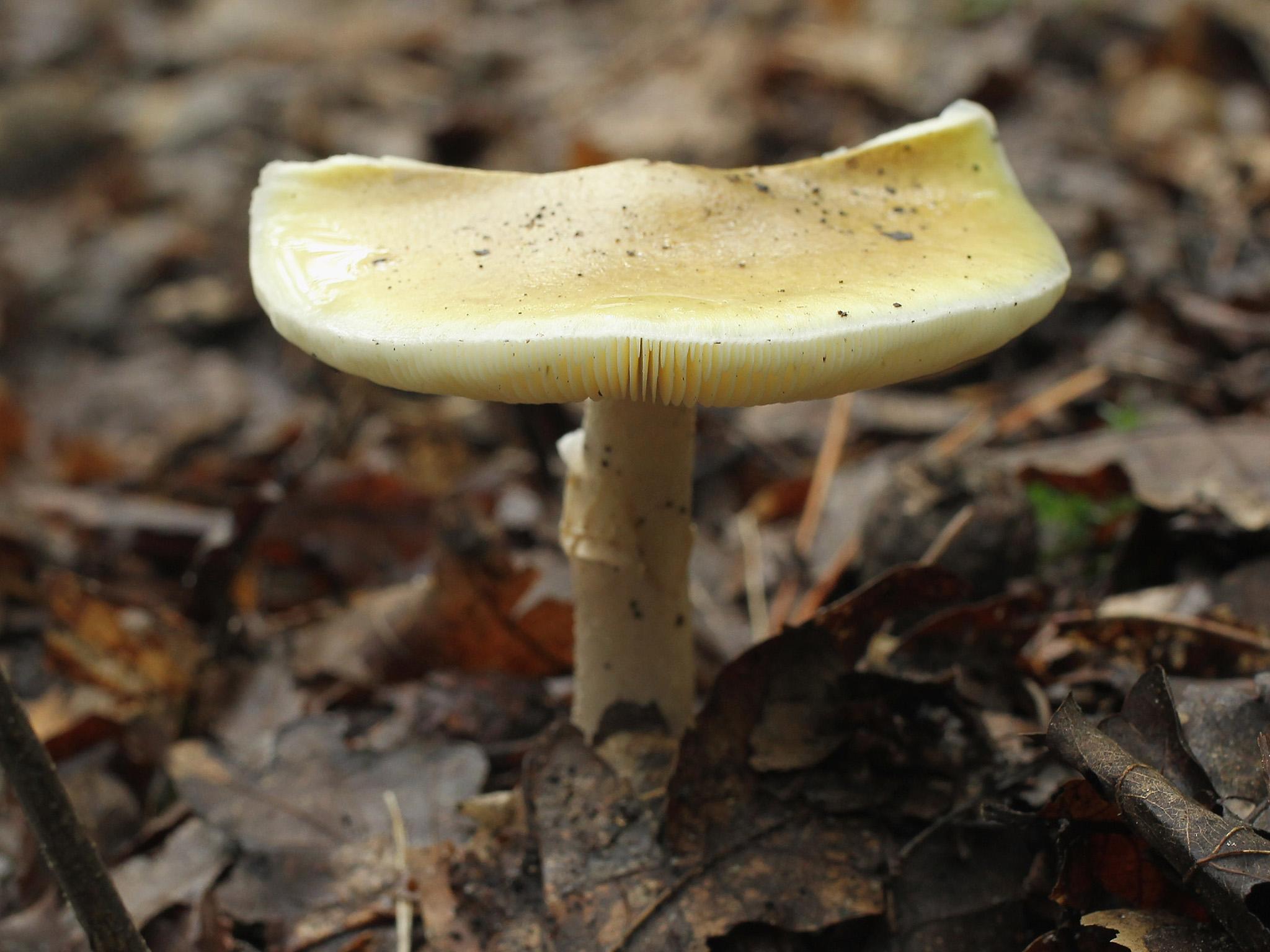 El hongo Death Cap mata al 90 por ciento de las personas que lo comen