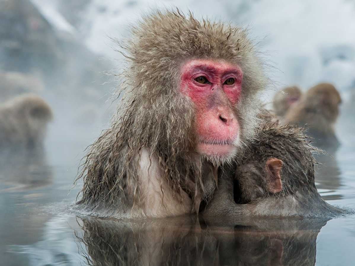 Monos de nieve japoneses en una fuente termal