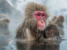 La policía japonesa planea disparar tranquilizantes contra los monos después de una serie de ataques
