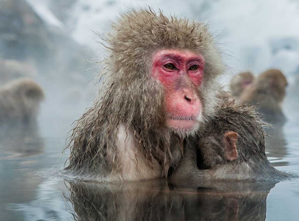 <p>Monos de nieve japoneses en una fuente termal</p>