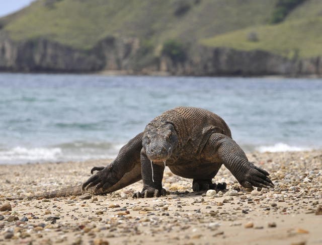 <p>Un dragón de Komodo busca presas en la zona costera de la isla de Komodo.</p>