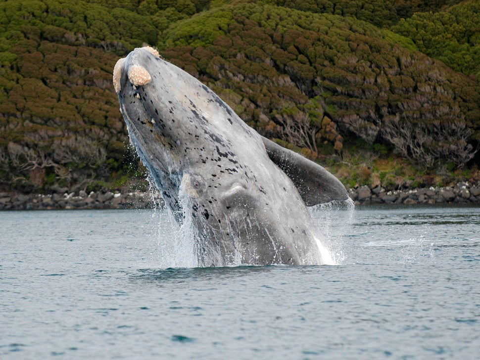 Las ballenas francas australes ganaron su nombre por ser las “adecuadas” para cazar