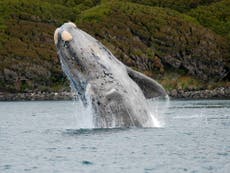 Nuevos estudios revelan que algunas ballenas pueden vivir más de 100 años