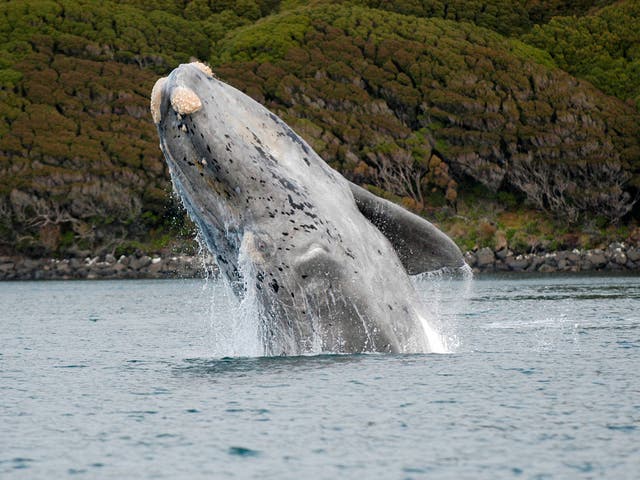 <p>Algunas ballenas tienen más de 100 años, superando así las expectativas de vida estimadas anteriormente, según un nuevo estudio</p>