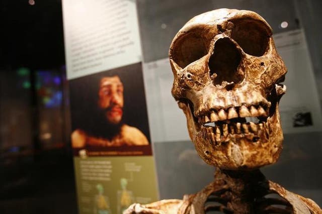 <p>Restos óseos expuestos en el salón de la evolución humana Anne y Bernard Spitzer del Museo Americano de Historia Natural</p>