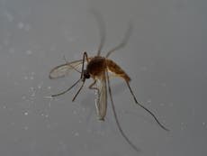 ¿Los mosquitos pueden transmitir  el Covid-19?