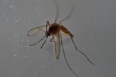 EL CDC aclara si los mosquitos pueden transmitir el coronavirus